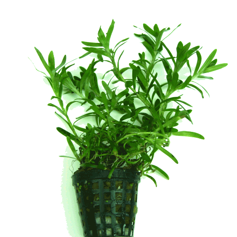 Heteranthera zosteraefolia in pot